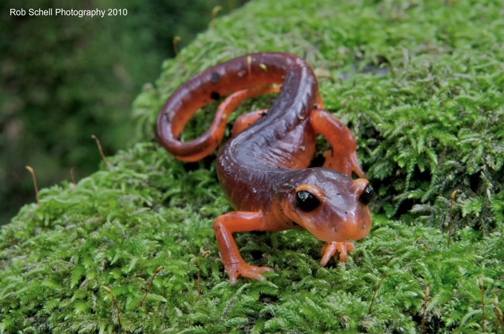 IMAGE: http://i173.photobucket.com/albums/w80/Schell_19/Wildlife/Ensatina_6.jpg