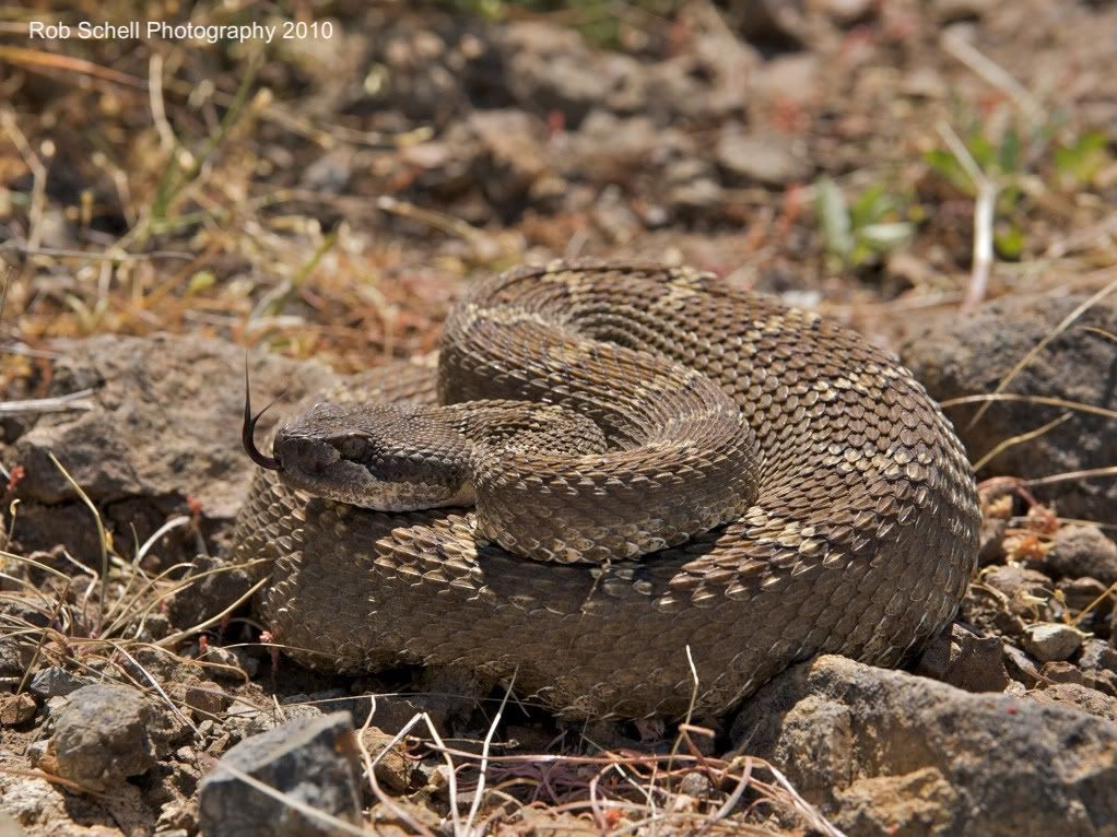 IMAGE: http://i173.photobucket.com/albums/w80/Schell_19/Wildlife/NorthernPacificRattlesnake02.jpg