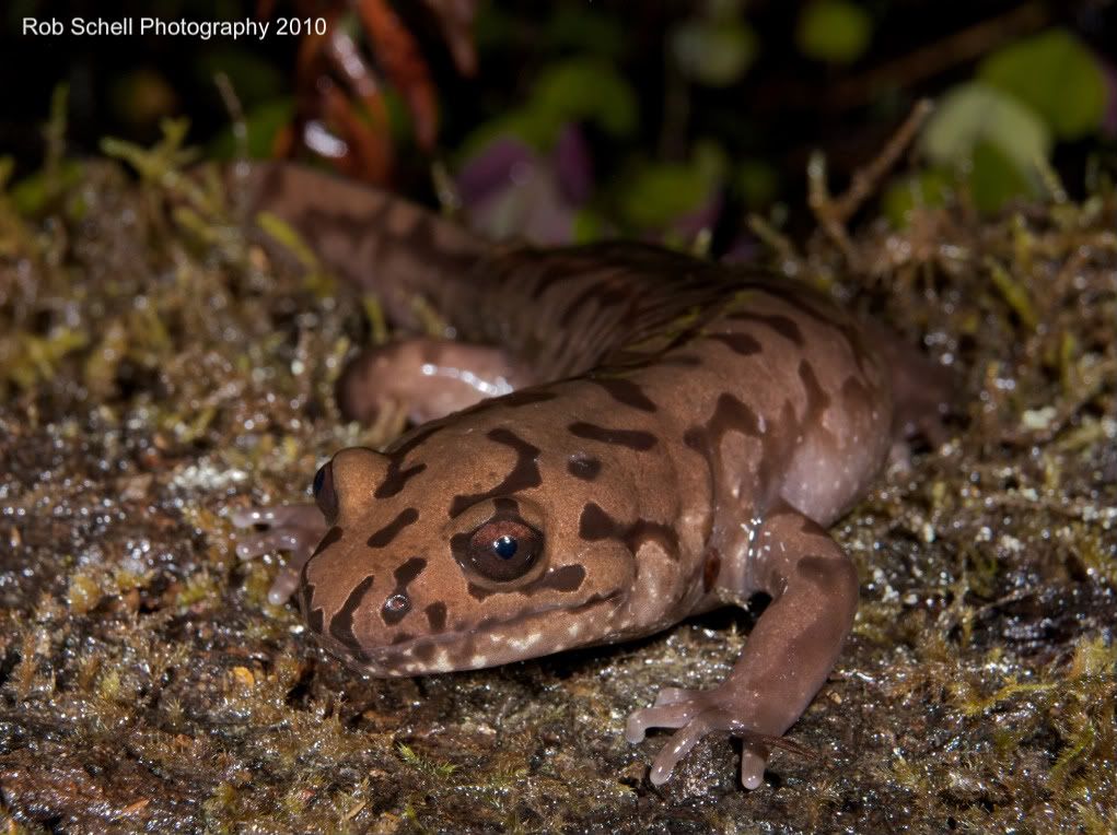 IMAGE: http://i173.photobucket.com/albums/w80/Schell_19/Wildlife/PacificGiantSalamander01.jpg