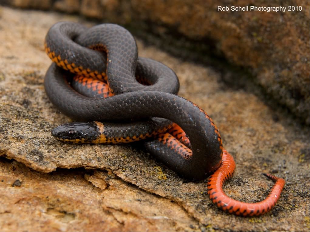 IMAGE: http://i173.photobucket.com/albums/w80/Schell_19/Wildlife/RingneckSnake02.jpg