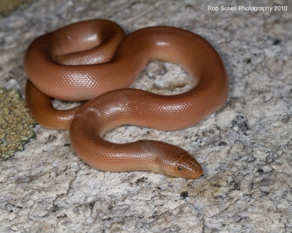 Species Description Rubber Boa