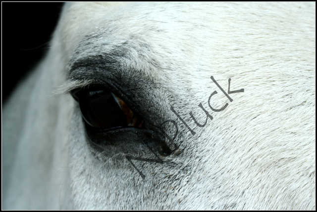 IMAGE: http://i173.photobucket.com/albums/w80/horseygal90/Speen%20May%2026th%2009/greygeldingeye1.png