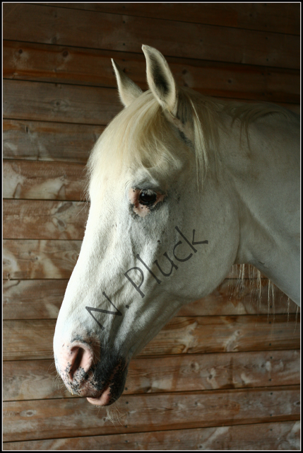 IMAGE: http://i173.photobucket.com/albums/w80/horseygal90/Speen%20May%2026th%2009/greymare1.png