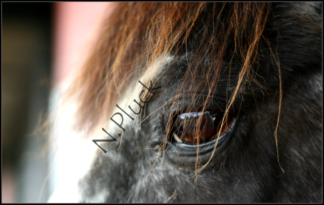 IMAGE: http://i173.photobucket.com/albums/w80/horseygal90/Speen%20May%2026th%2009/roanmare1.png