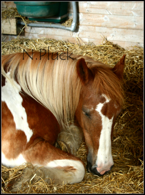 IMAGE: http://i173.photobucket.com/albums/w80/horseygal90/Speen%20May%2026th%2009/skewbaldmare1.png