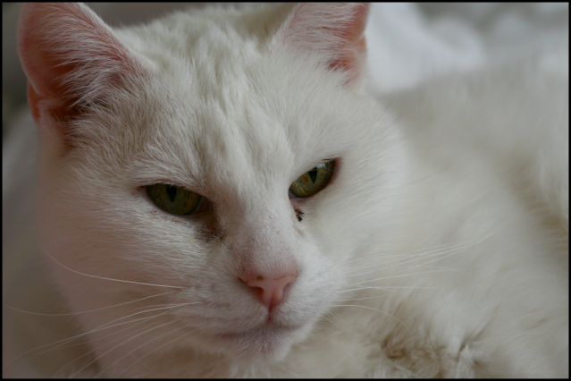 IMAGE: http://i173.photobucket.com/albums/w80/horseygal90/Tamron%20Lens%20Play/poppetresized.png