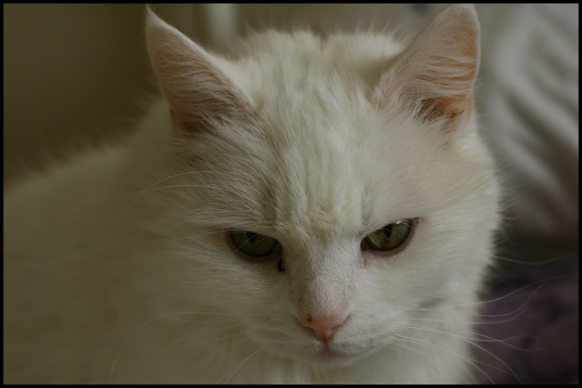 IMAGE: http://i173.photobucket.com/albums/w80/horseygal90/Tamron%20Lens%20Play/resizedsnowbal1.png