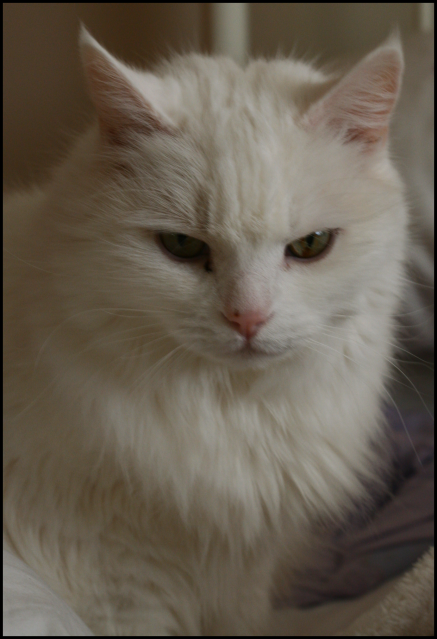 IMAGE: http://i173.photobucket.com/albums/w80/horseygal90/Tamron%20Lens%20Play/snowballresized2.png