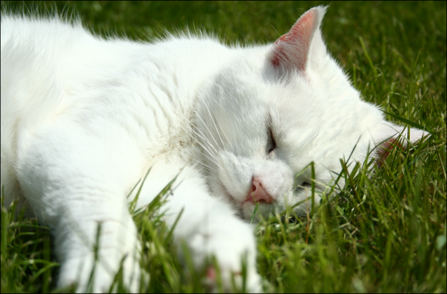 IMAGE: http://i173.photobucket.com/albums/w80/horseygal90/dreamer.png