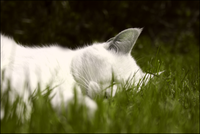 IMAGE: http://i173.photobucket.com/albums/w80/horseygal90/sleep.png