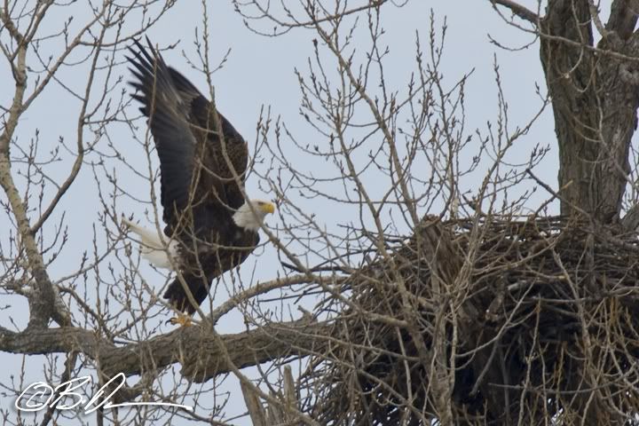 Mississippi River Bald Eagle