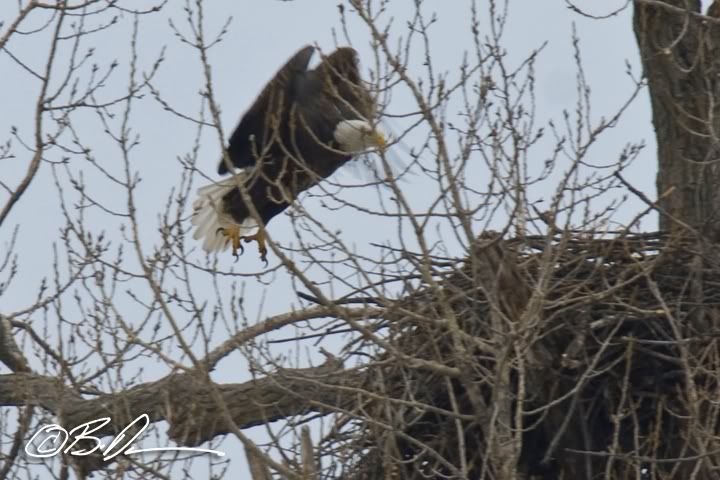 Mississippi River Bald Eagle