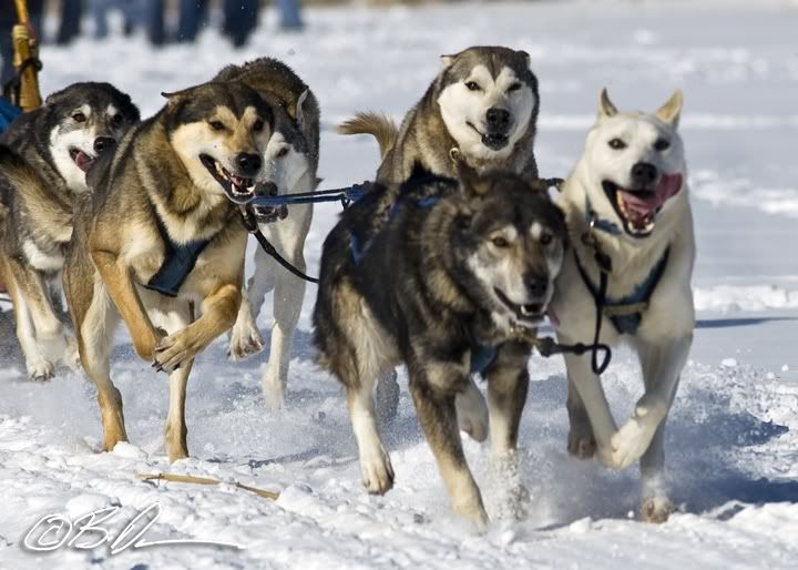 2010 Mid MInnesota 150 Sled Dog Race