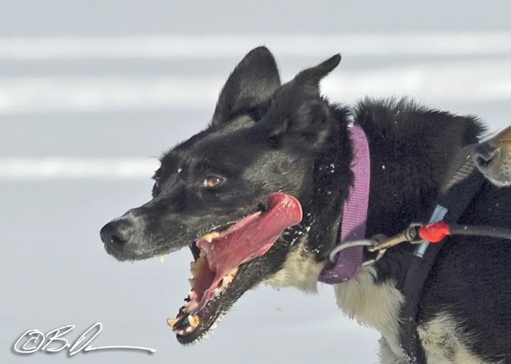 2010 Mid MInnesota 150 Sled Dog Race