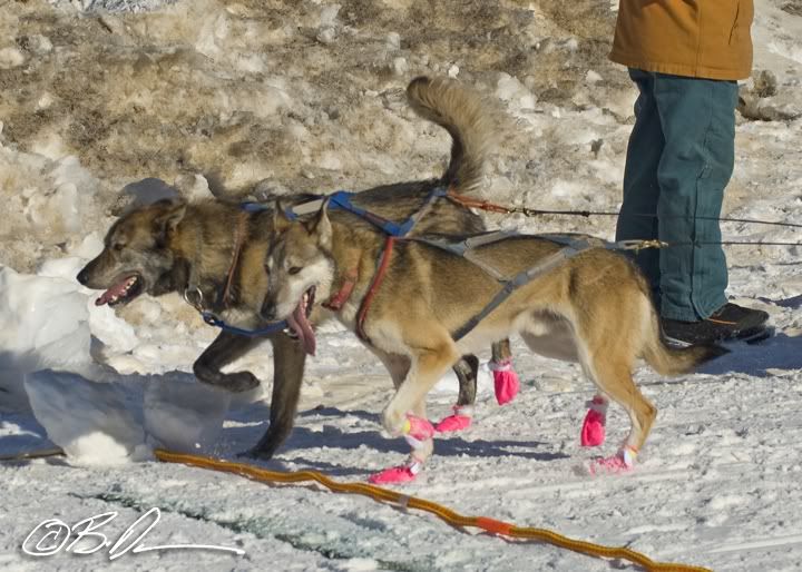 2010 Mid MInnesota 150 Sled Dog Race