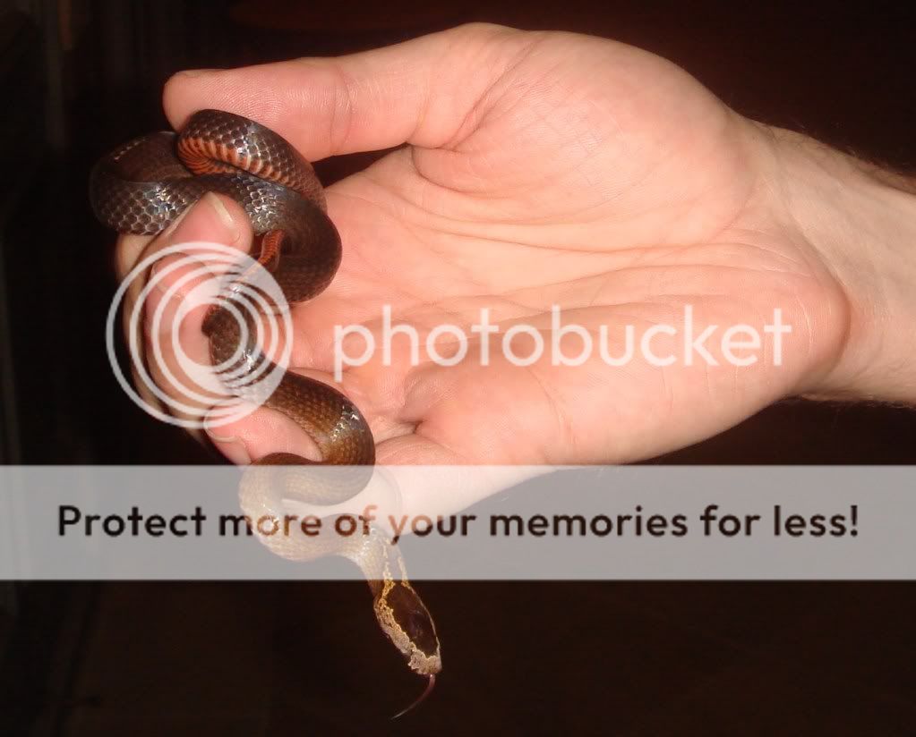 Some Wild Sydney Snakes | Aussie Pythons & Snakes Forum