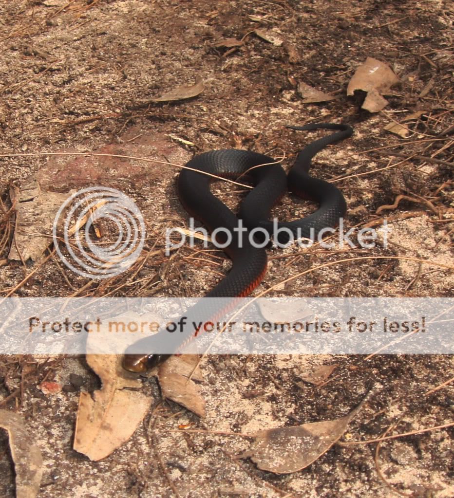 Some Wild Sydney Snakes | Aussie Pythons & Snakes Forum