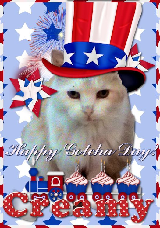 Happy Gotcha Day Creamy!