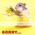 sorry pic photo: Pic Sorry.jpg