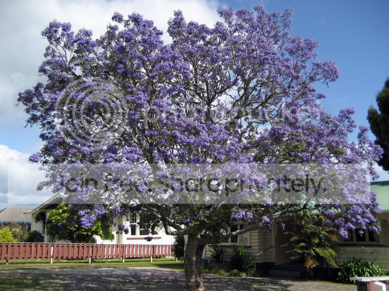 Jacaranda1212.jpg