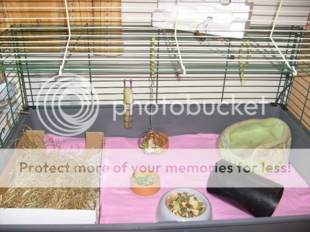 guineapigs032.jpg