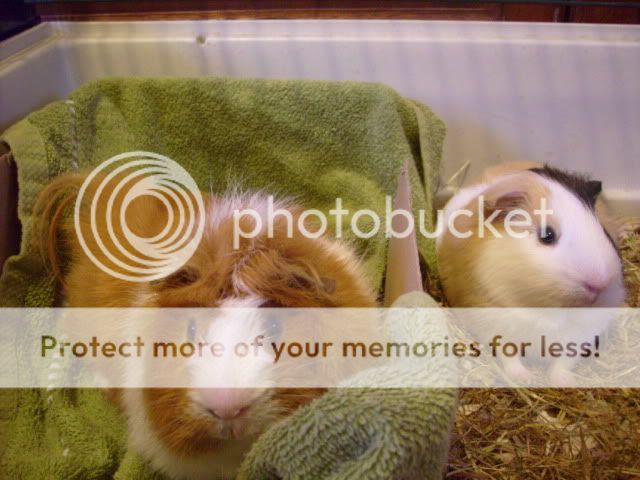 guineapigs040.jpg