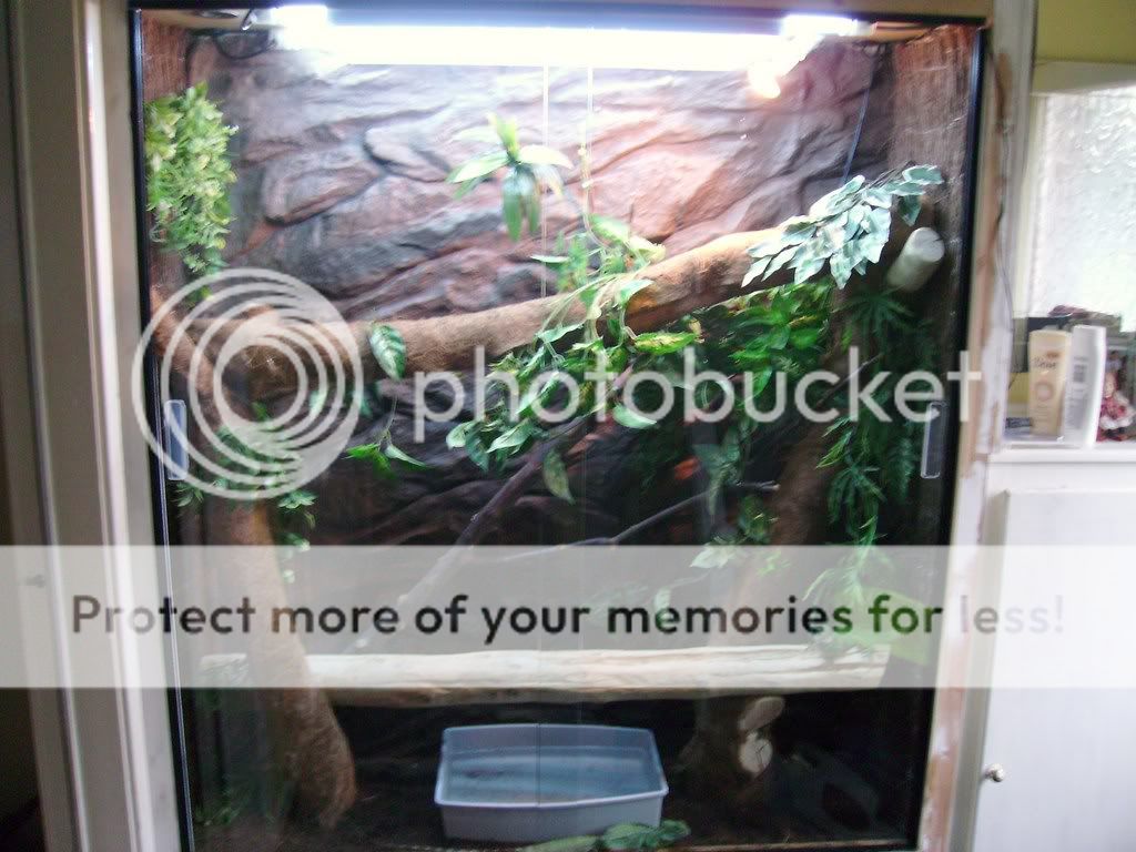 chinese water dragon enclosure - Reptile Forums